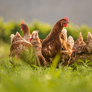 Northern Ireland bird keepers urged to prepare for avian flu